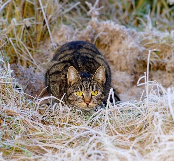 Котики-следопыты на охоте