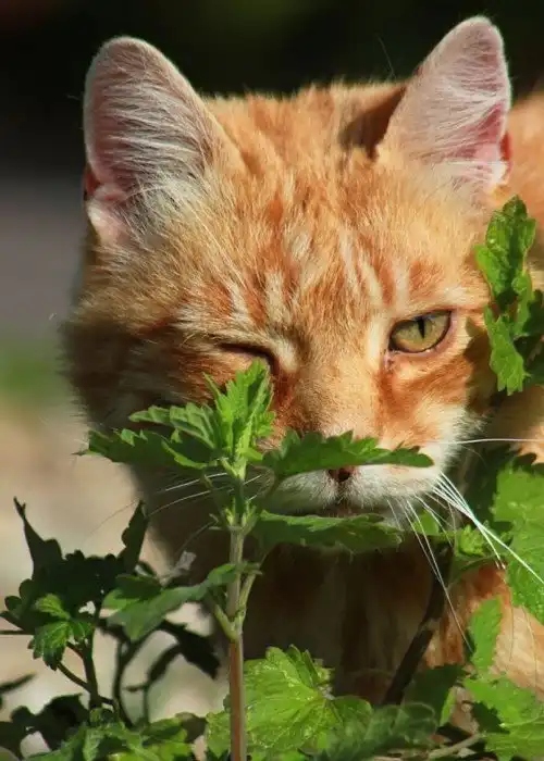 Коты, которые нашли кошачью мяту