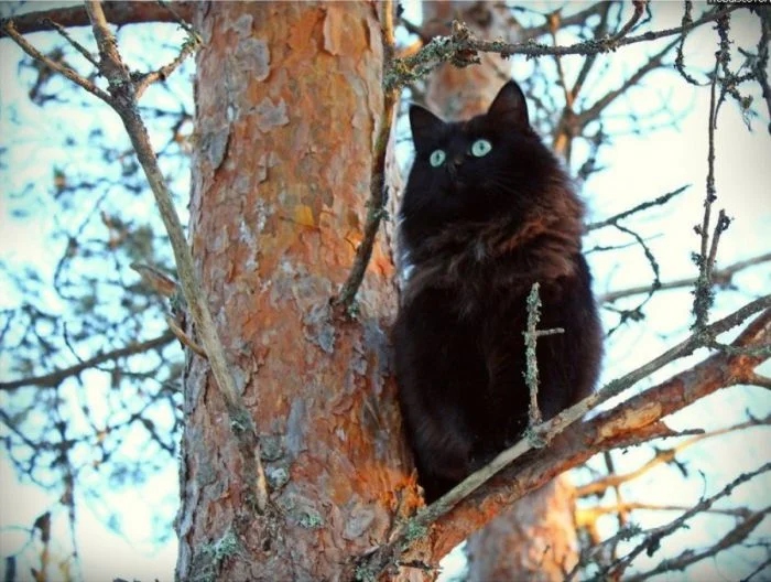 Коты так любят побыть среди ветвей