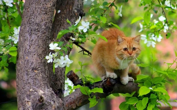 Коты так любят побыть среди ветвей