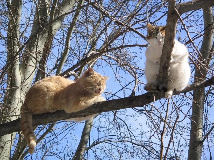 Коты так любят побыть среди ветвей