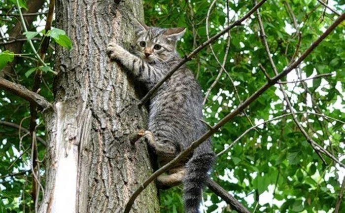 Коты так любят побыть среди ветвей