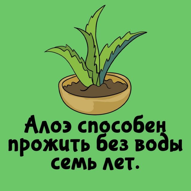 Короткие интересные факты на все случаи жизни