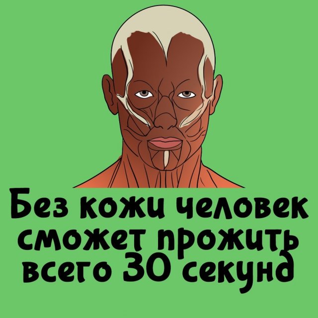 Короткие интересные факты на все случаи жизни