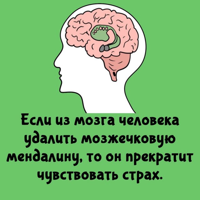 Короткие интересные факты на все случаи жизни