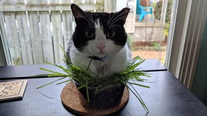 Коты в цветочных горшках — цветы жизни без полива