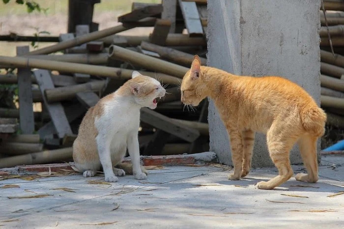 Даже в гневе котики очень милы