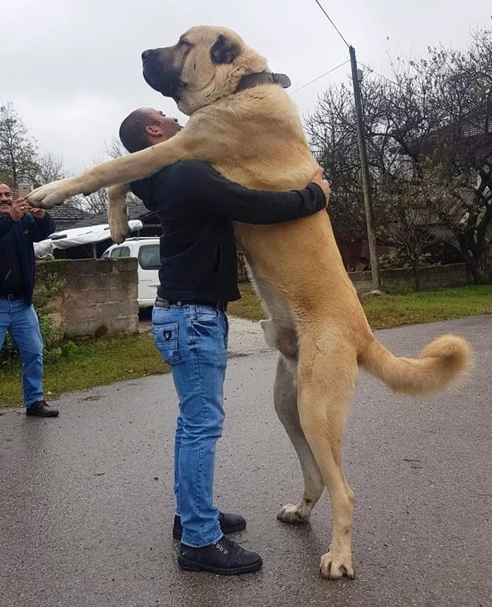 Эти крупные животные поражают воображение