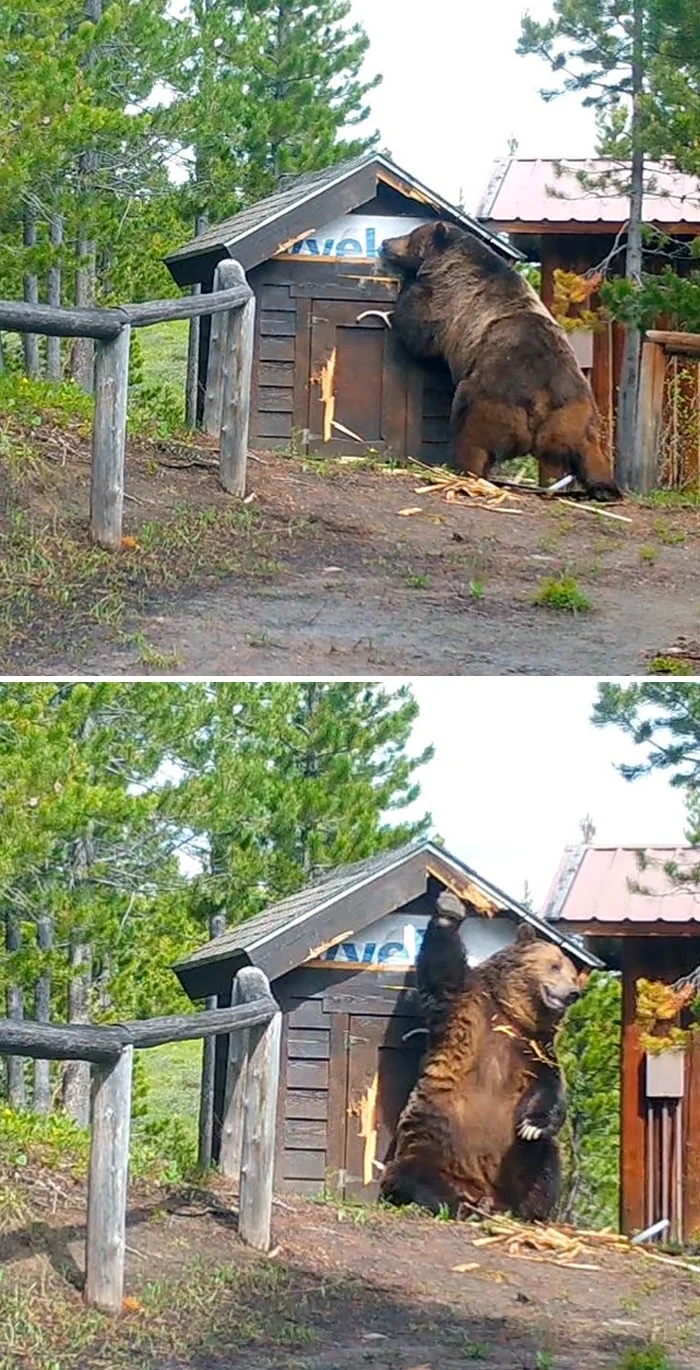 Эти крупные животные поражают воображение