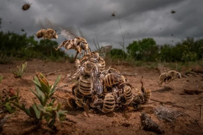 Победители фотоконкурса Siena International Photo Awards 2024