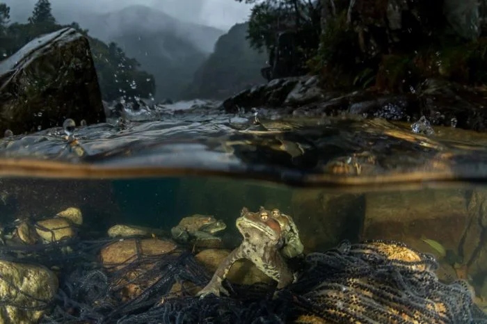 Победители фотоконкурса Siena International Photo Awards 2024