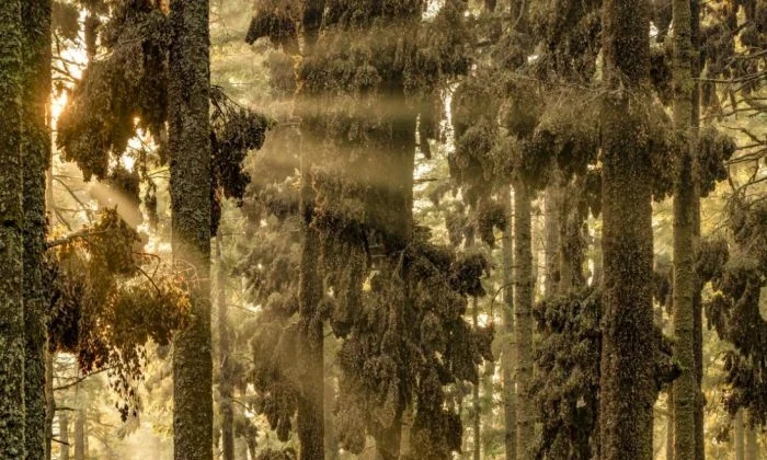 Победители фотоконкурса Siena International Photo Awards 2024