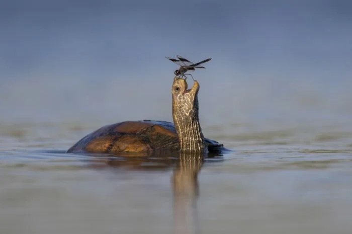 Победители фотоконкурса Siena International Photo Awards 2024