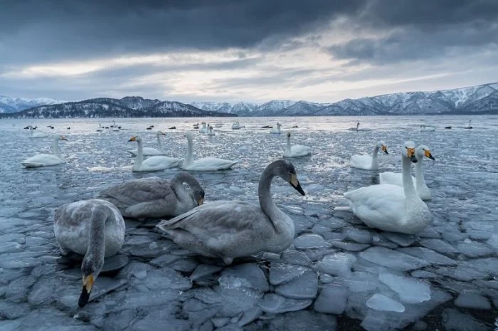 Победители фотоконкурса Siena International Photo Awards 2024