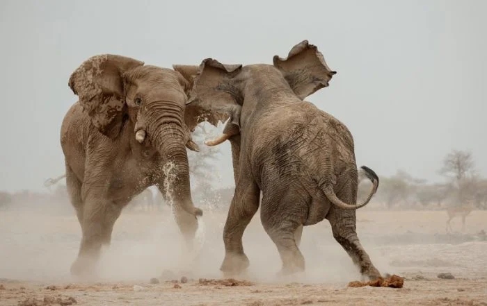Победители фотоконкурса Siena International Photo Awards 2024