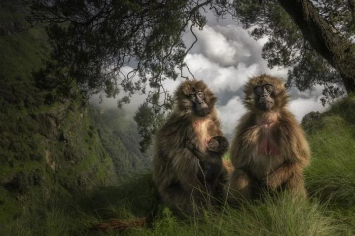 Победители фотоконкурса Siena International Photo Awards 2024