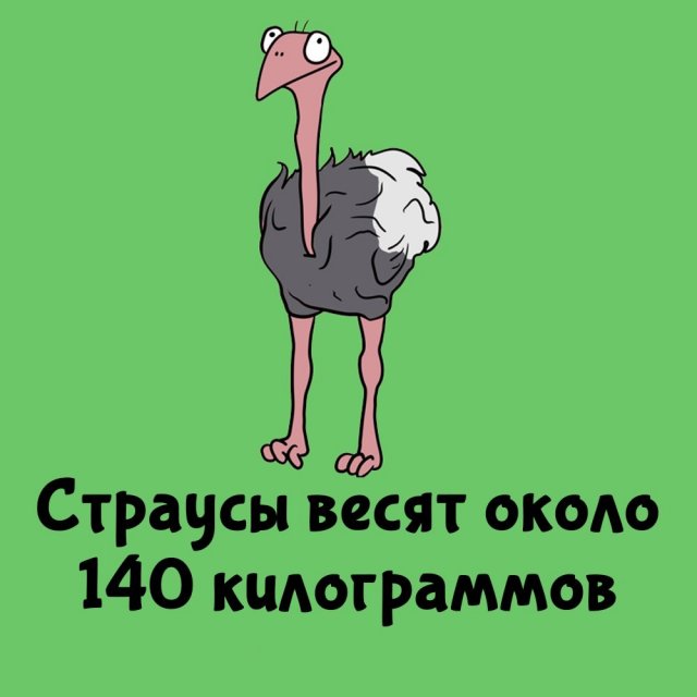 Короткие интересные факты на все случаи жизни