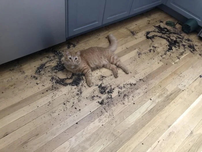 Милые животные хулиганят и ведут себя странно
