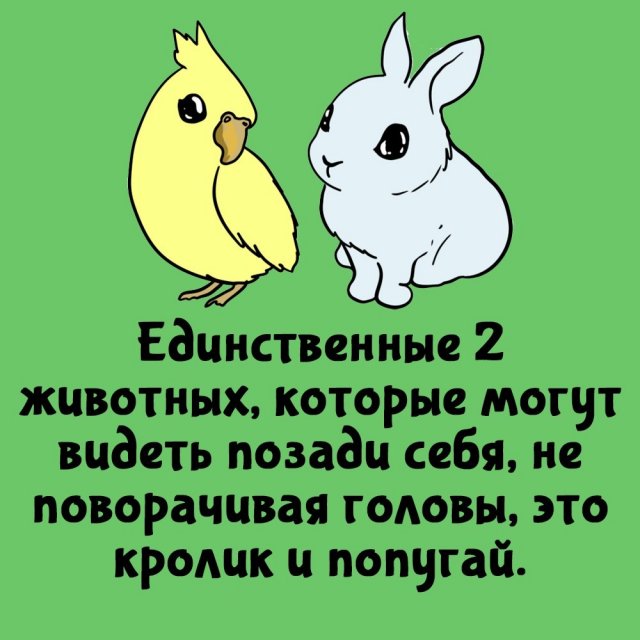 Короткие интересные факты на все случаи жизни