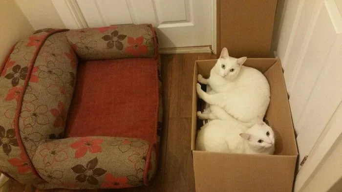 Милые котики, которые не захотели спать на своих лежанках