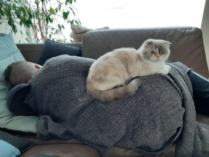 Милые котики, которые не захотели спать на своих лежанках