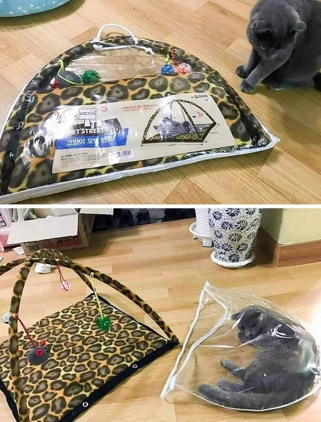 Милые котики, которые не захотели спать на своих лежанках