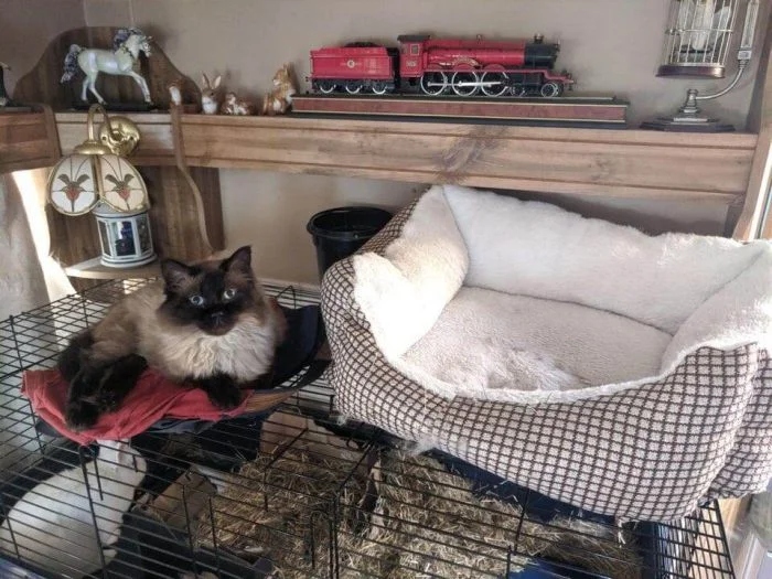 Милые котики, которые не захотели спать на своих лежанках