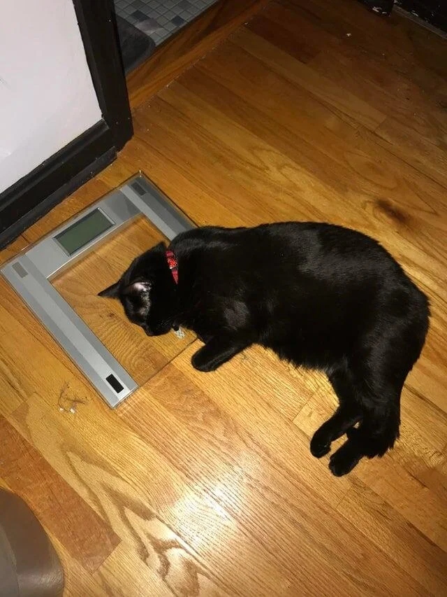 Милые котики, которые не захотели спать на своих лежанках