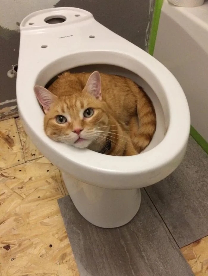 Милые котики, которые не захотели спать на своих лежанках