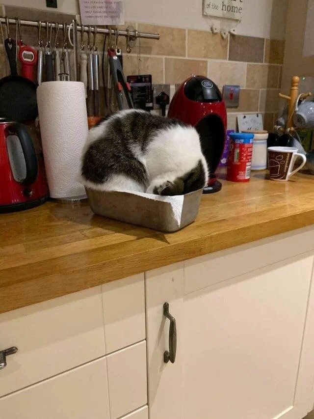Милые котики, которые не захотели спать на своих лежанках