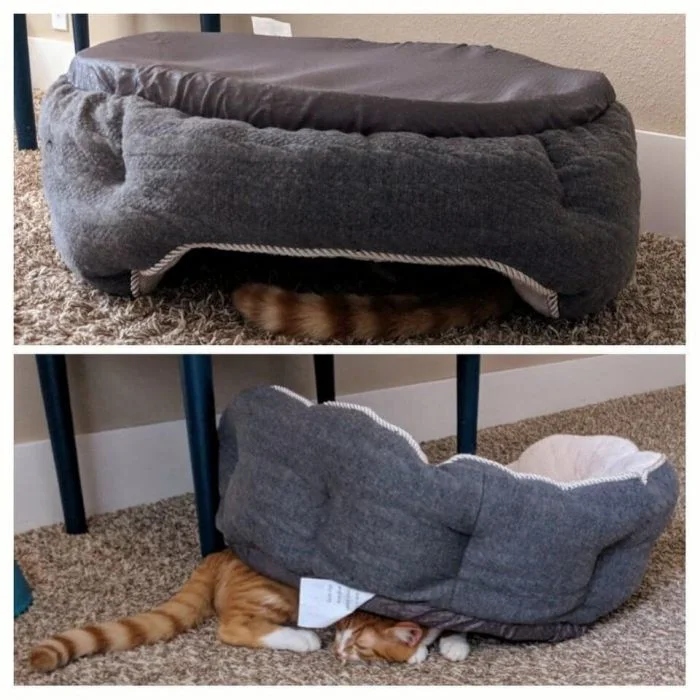 Милые котики, которые не захотели спать на своих лежанках
