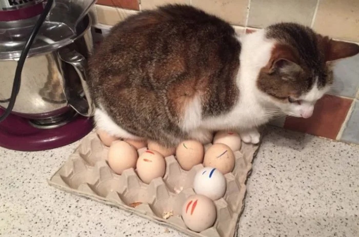 Милые котики, которые не захотели спать на своих лежанках