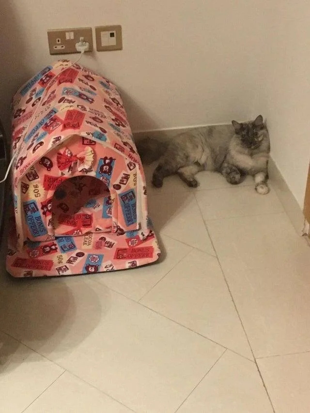 Милые котики, которые не захотели спать на своих лежанках