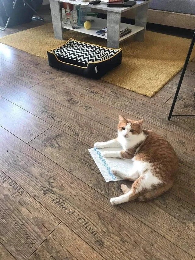 Милые котики, которые не захотели спать на своих лежанках