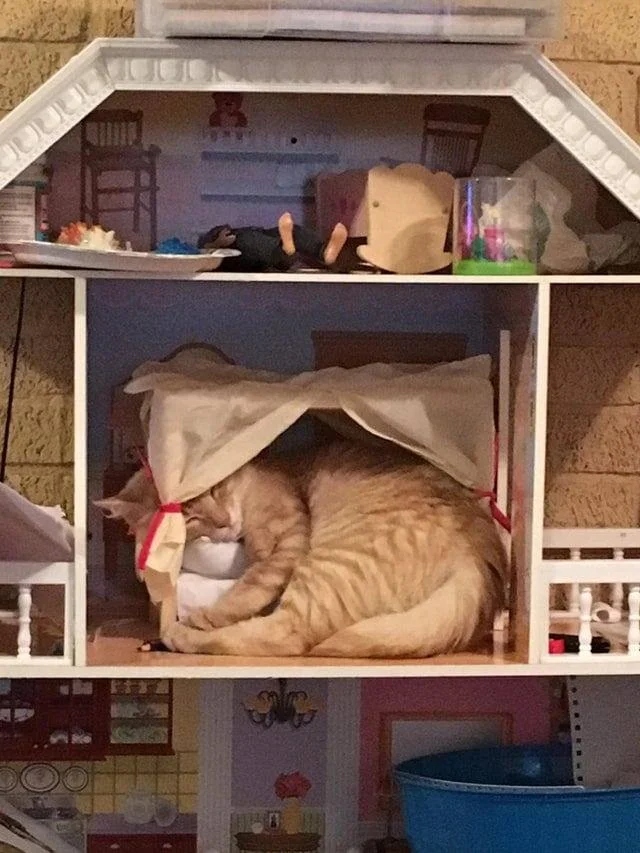 Милые котики, которые не захотели спать на своих лежанках