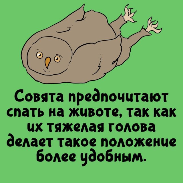 Короткие интересные факты на все случаи жизни