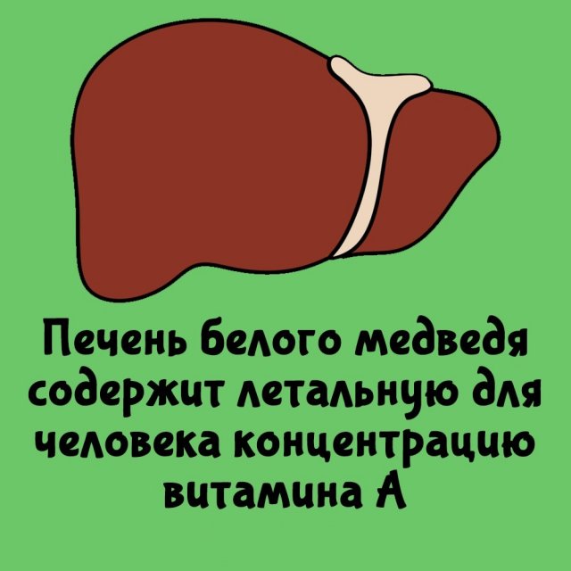 Короткие интересные факты на все случаи жизни