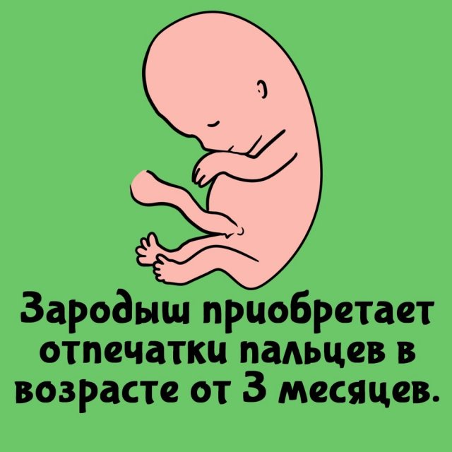 Короткие интересные факты на все случаи жизни