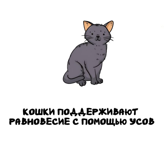 Интересные короткие факты на все случаи жизни