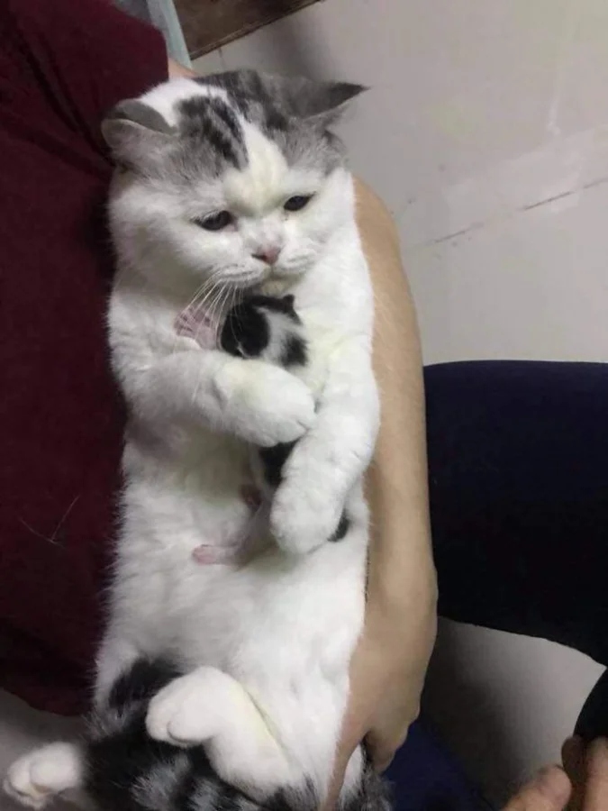 Милые животные наполняют нас теплом на снимках