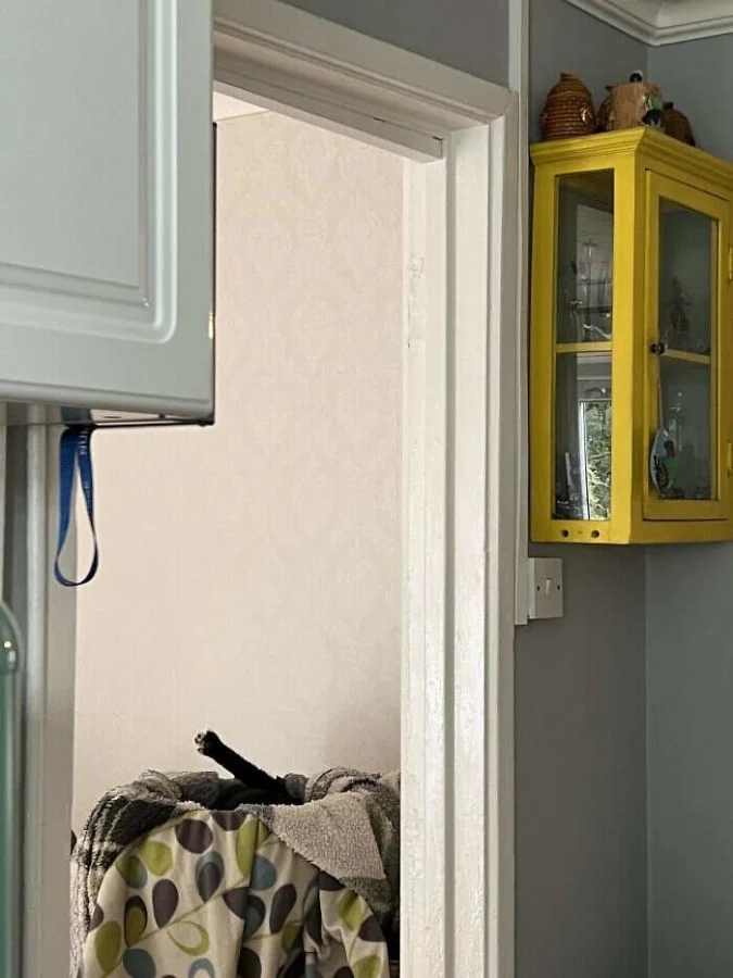 Пушистые котики, которые освоили мастерство маскировки