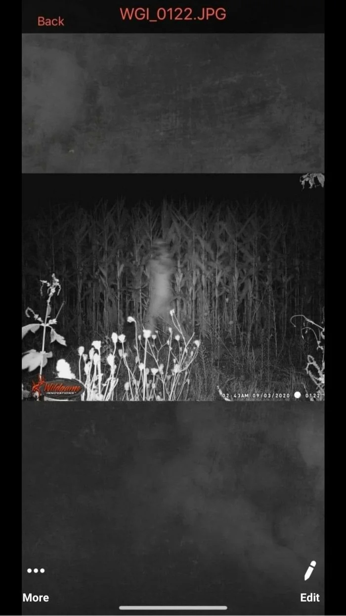 Разные жуткие кадры из леса, снятые фотоловушками