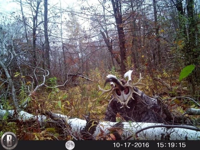 Разные жуткие кадры из леса, снятые фотоловушками