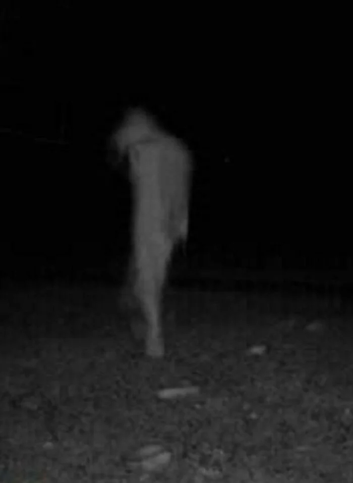 Разные жуткие кадры из леса, снятые фотоловушками