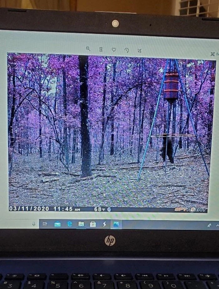 Разные жуткие кадры из леса, снятые фотоловушками