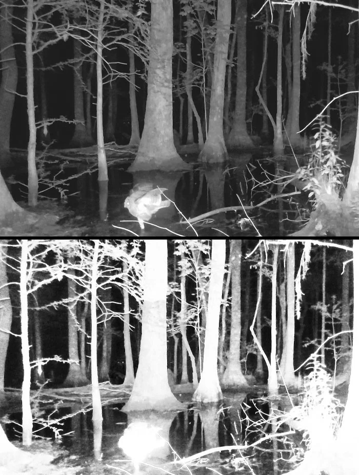 Разные жуткие кадры из леса, снятые фотоловушками