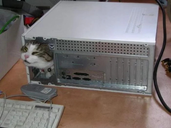 Забавные животные, которые нарушают все каноны
