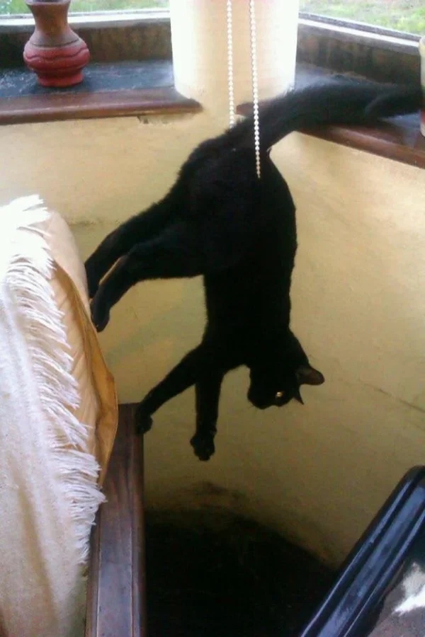 Забавные животные, которые нарушают все каноны