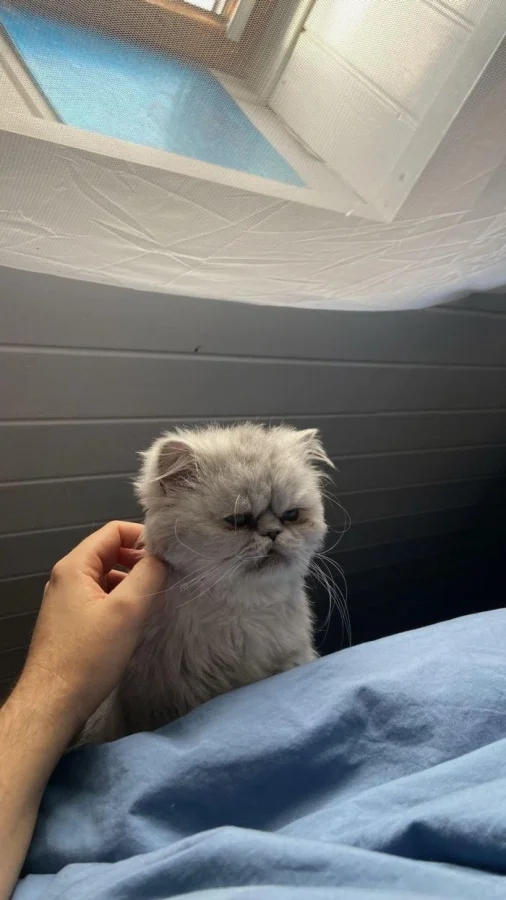Забавные животные, которые нарушают все каноны