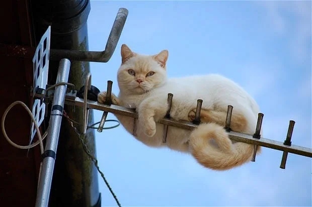 Забавные животные, которые нарушают все каноны